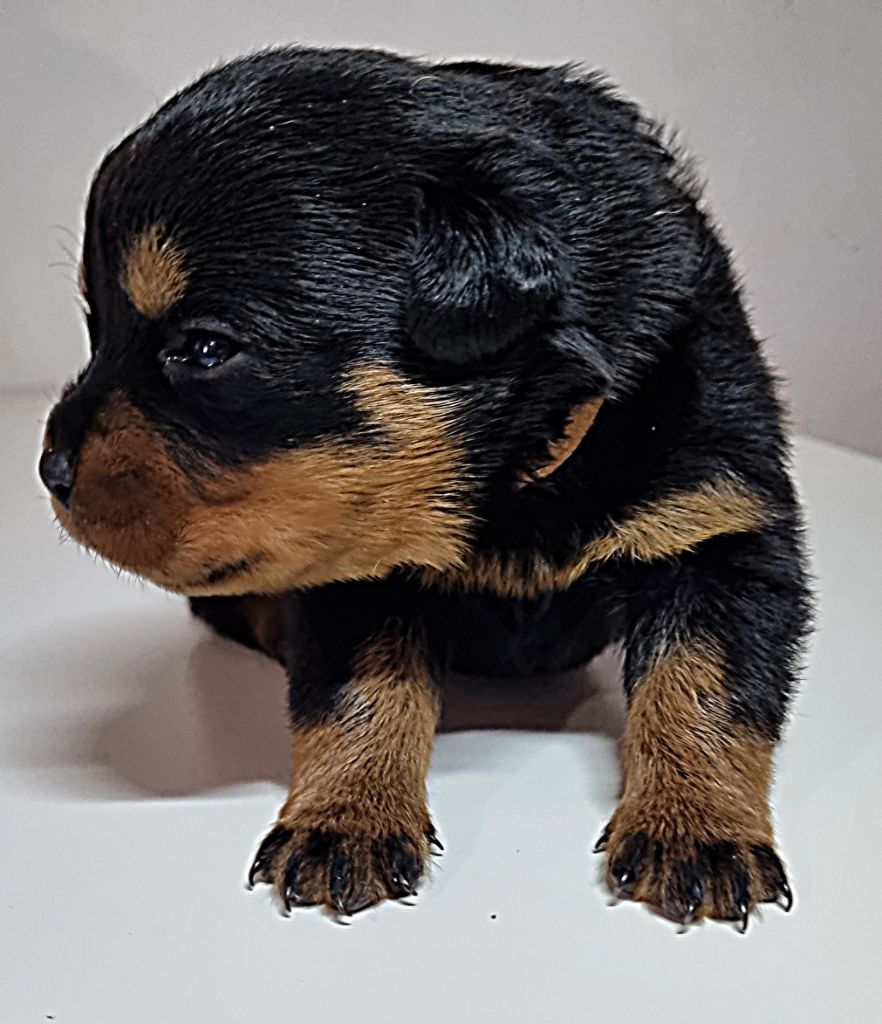 Des Königreiches Von Flamme - Chiots disponibles - Rottweiler